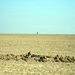The life in the Rann