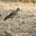 Eurasian Thicknee