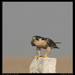 Falcon