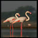 Greater Flamingo