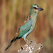 Eurasian Roller