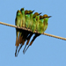 Bee-eater