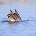 Common Teal
