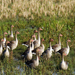 Greylag Geese
