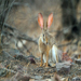Desert Hare