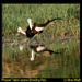 Phesant Tailed Jacana