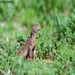 Spiny Tailed Lizard
