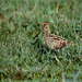 Jack Snipe