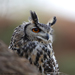 The Owl