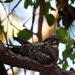 Grey Nightjar