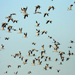 Common Cranes