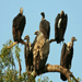 The Vulture Tree