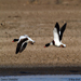 Common Shellduck