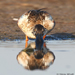 Northern Shoveller