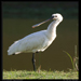 Portrait - Spoonbill