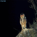 The Owl at Night