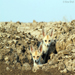 Desert Fox