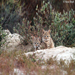 Desert Cat