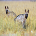 Stripped Hyenas