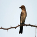 Flycatcher
