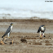 Peregrines