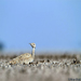 Macqueen's Bustard