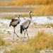Common Crane