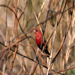 Red Avadavat