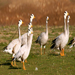 Bar Headed Goose