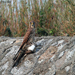 Common Kestrel