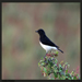 Variable Wheatear