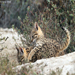Desert Cat
