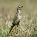 Pipit