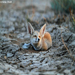 Desert Fox