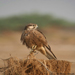 Falcon Immature