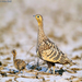 Enthralling Wildlife