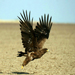 Steppe