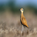 Courser