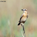 Isabeline Wheatear