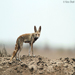 Desert Fox