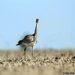 Macqueen's Bustard