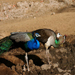 Peafowl Couple