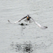 Black Bellied Tern