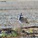 Macqueen's Bustard