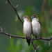Silverbill