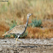 Macqueen's Bustard