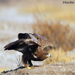 Steppe Eagle