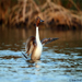 Pintail