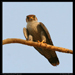Red Necked Falcon