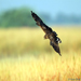 Harrier Scape
